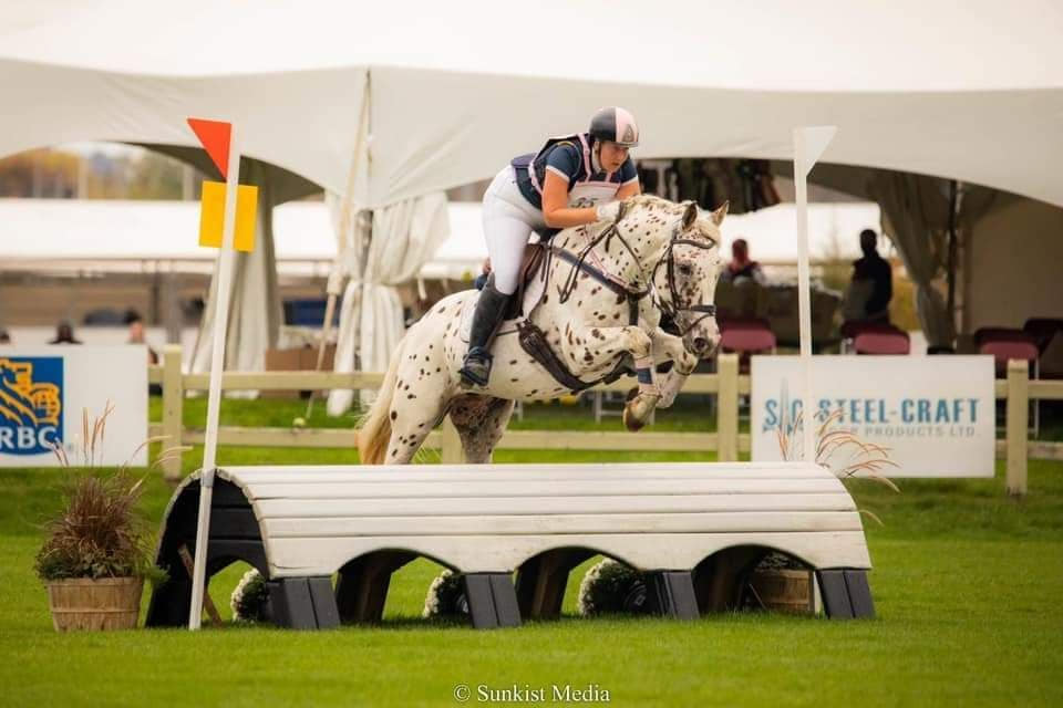 Knabstrupper Stallions At Stud